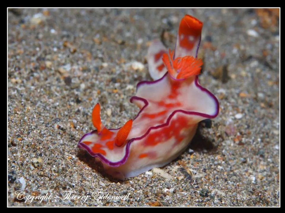 Anilao Macro Dive Media Highlight